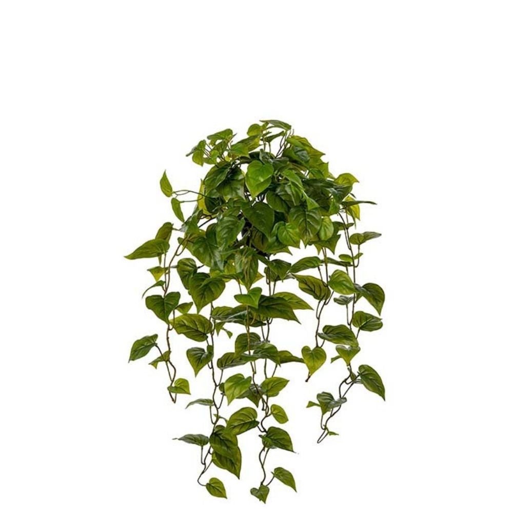 Green Pothos 30 cm