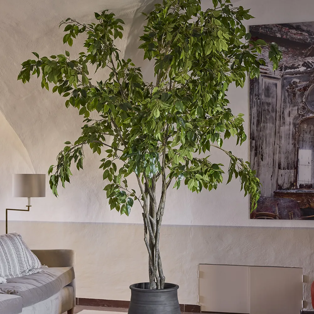 Fig Benjamin tree 210 cm