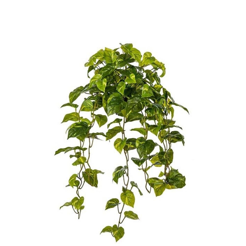 Green Pothos 30 cm