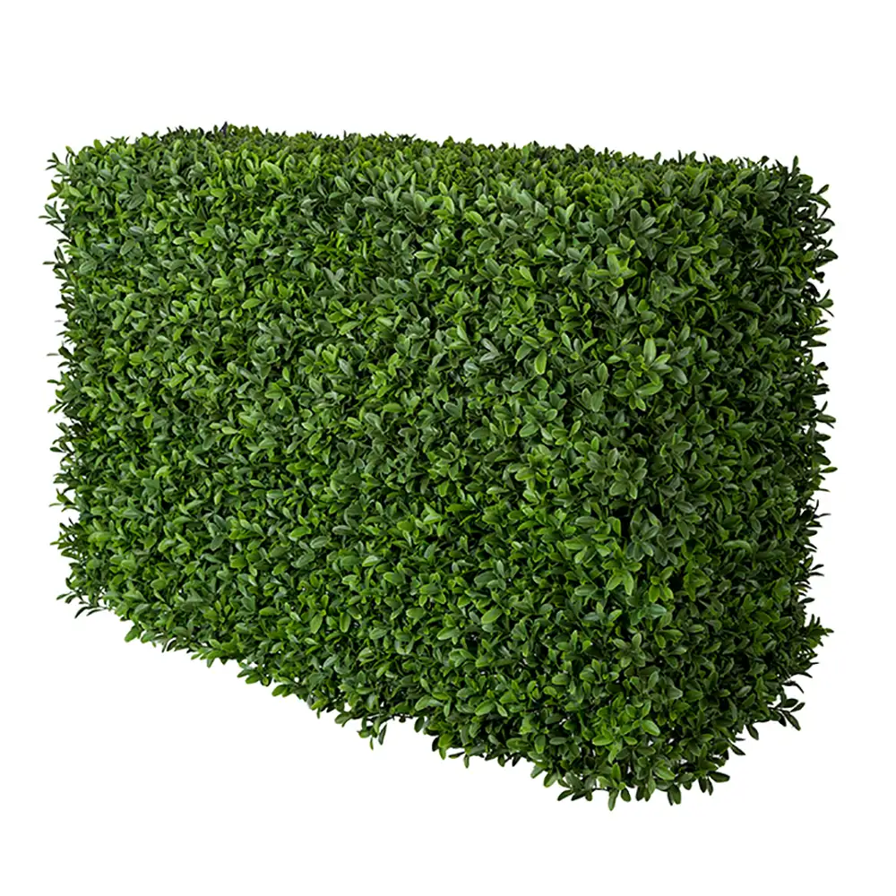 Boxwood bushes 50 cm