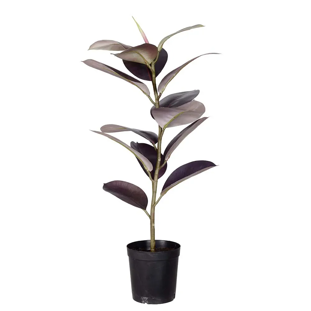 Ficus Elastica Pot plant 80 cm