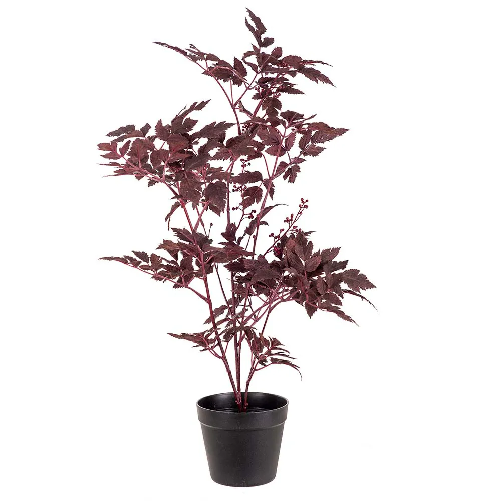  Silverax Pot plant 75 cm