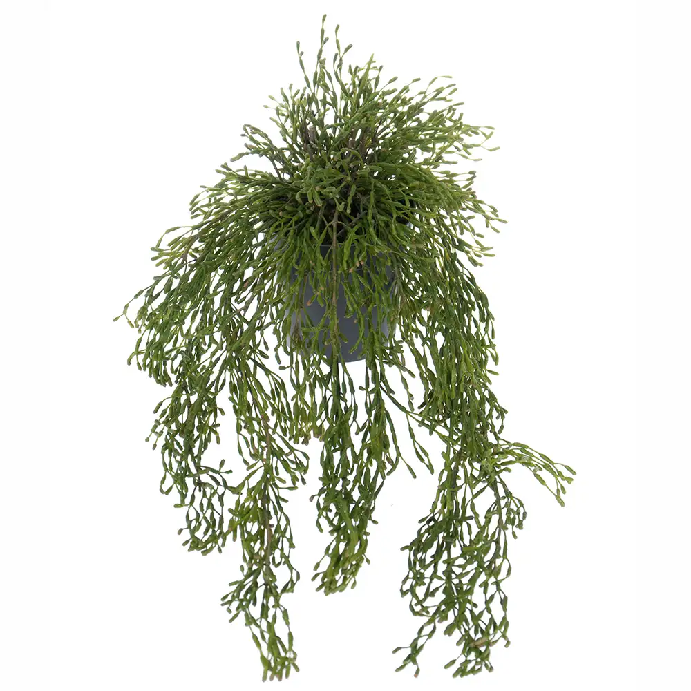 Rhipsalis Hanging plant