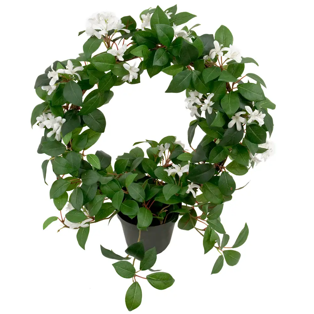 Jasmine Potted plant 45 cm White