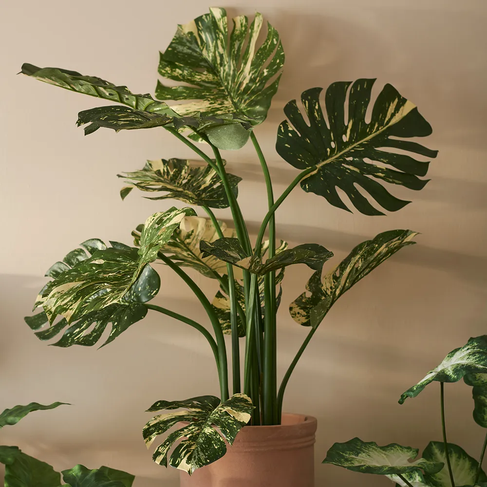 Monstera 110 cm Green