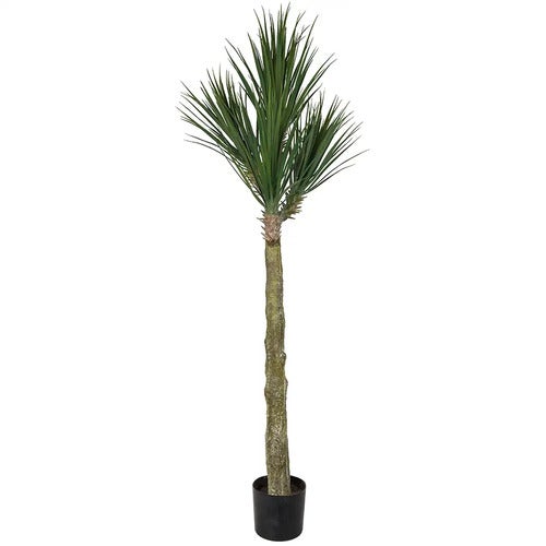 Yucca Rostrata tree 180 cm