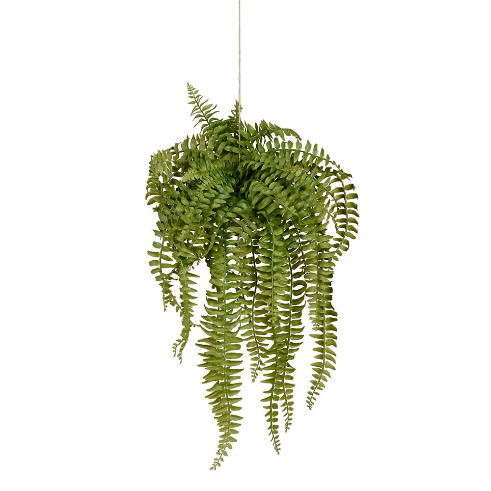  Fern Hanging plant 53 cm