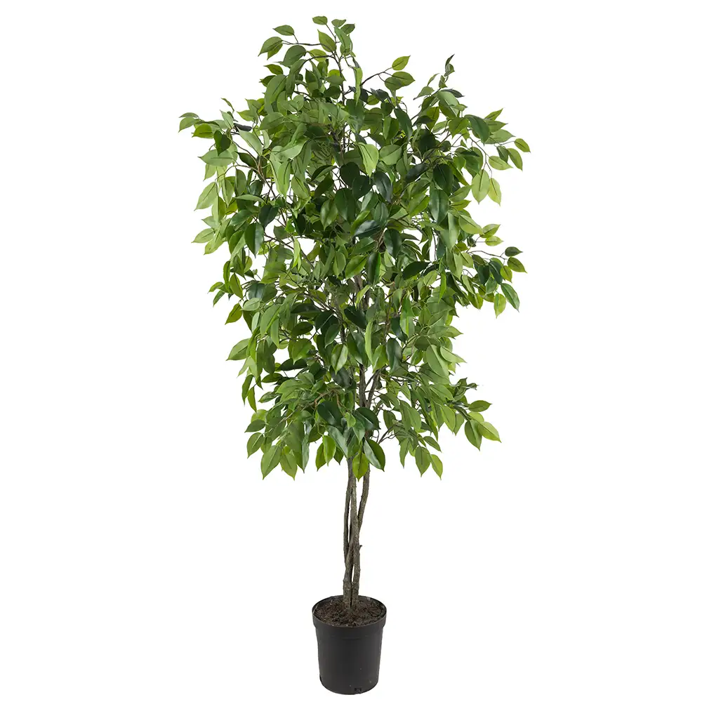 Ficus tree Benjamin 165 cm