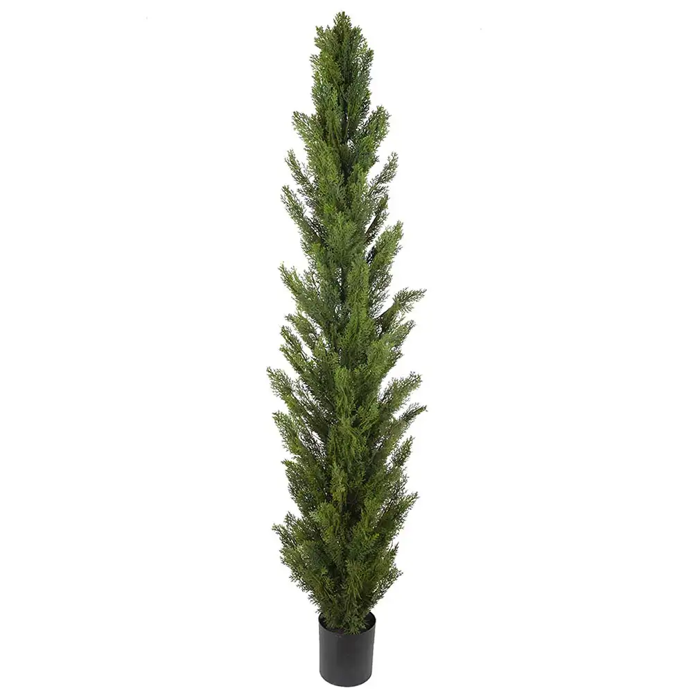 Cypress tree 180 cm