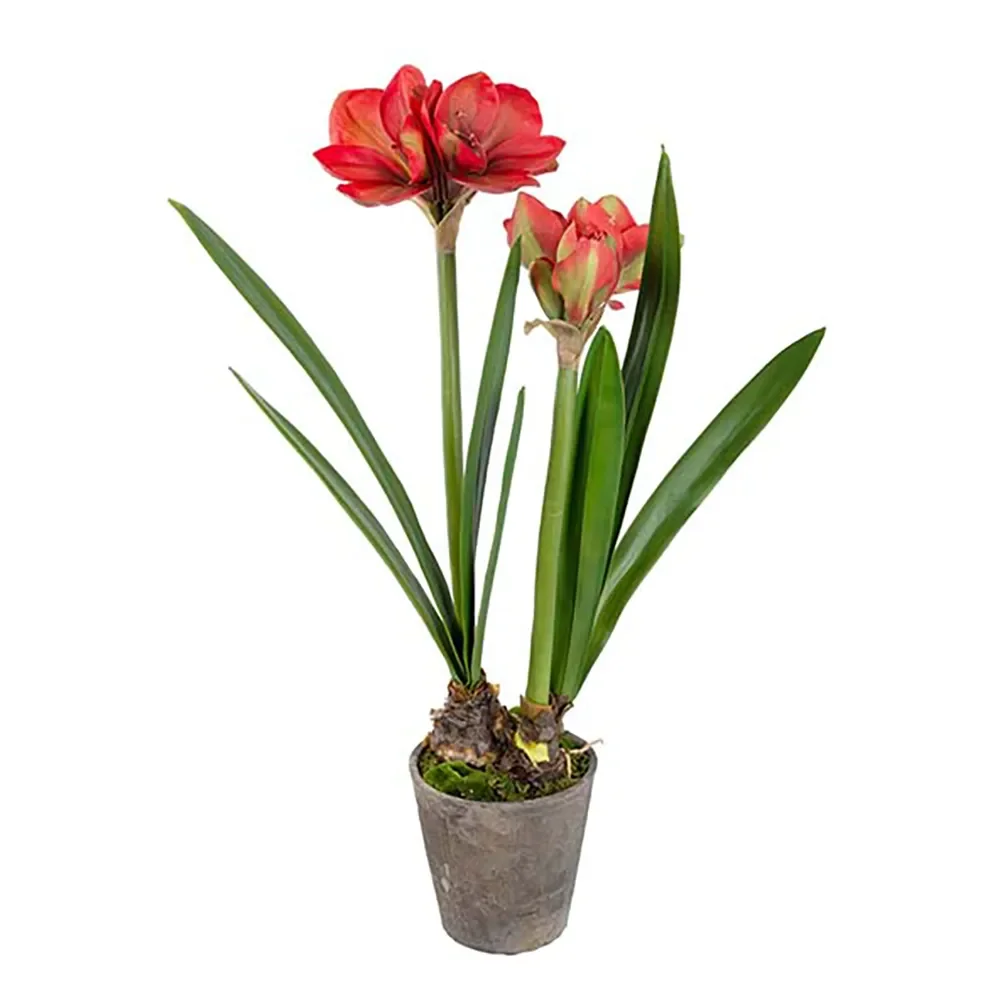 Amaryllis 90 cm Red