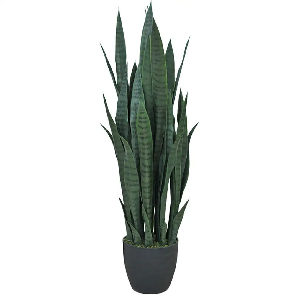 Sansiveria Potted plant 100 cm