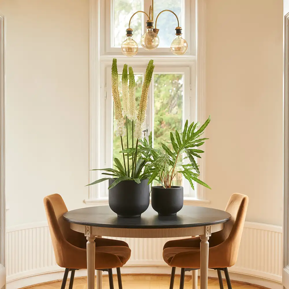 Steppe lily Potted plant 95 cm White