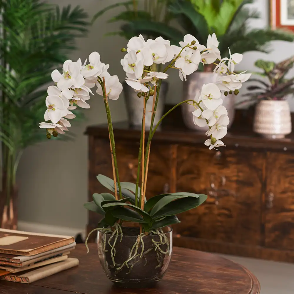 Phalaenopsis Orchid 130 cm White