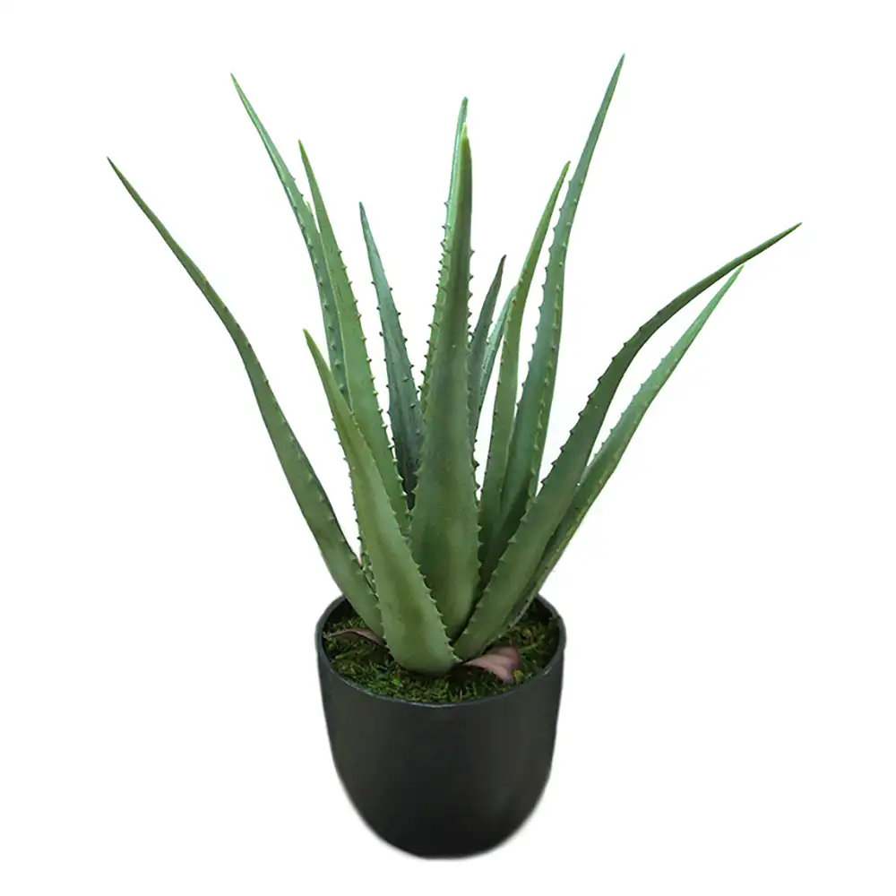 Aloe Potted plant 55 cm