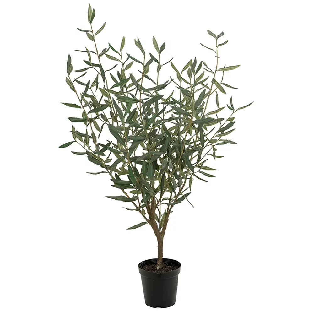 Olive tree 100 cm Green