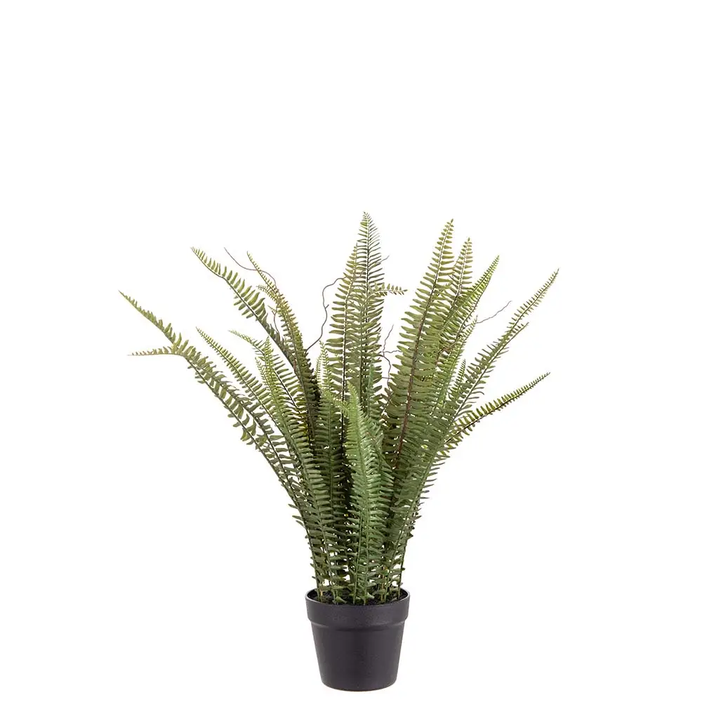  Fern pot 75 cm