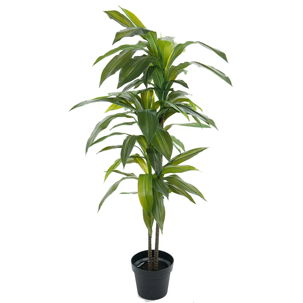 Dracena tree 100 cm