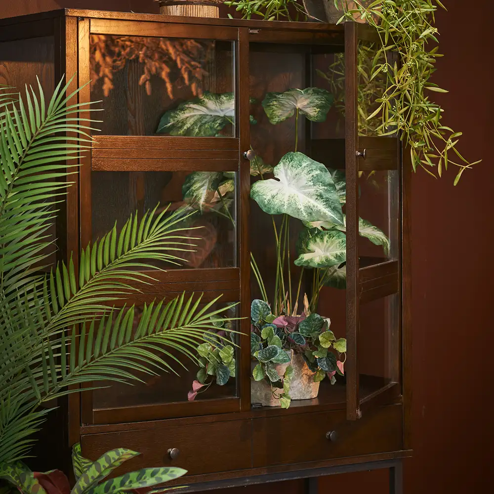 Caladium Potted plant 80 cm