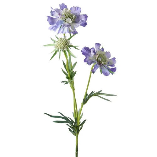  Scabiosa Cut Flower 70 cm Blue