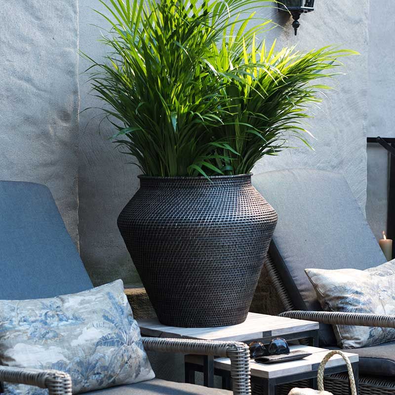 Amazon Snake Korg L Brown