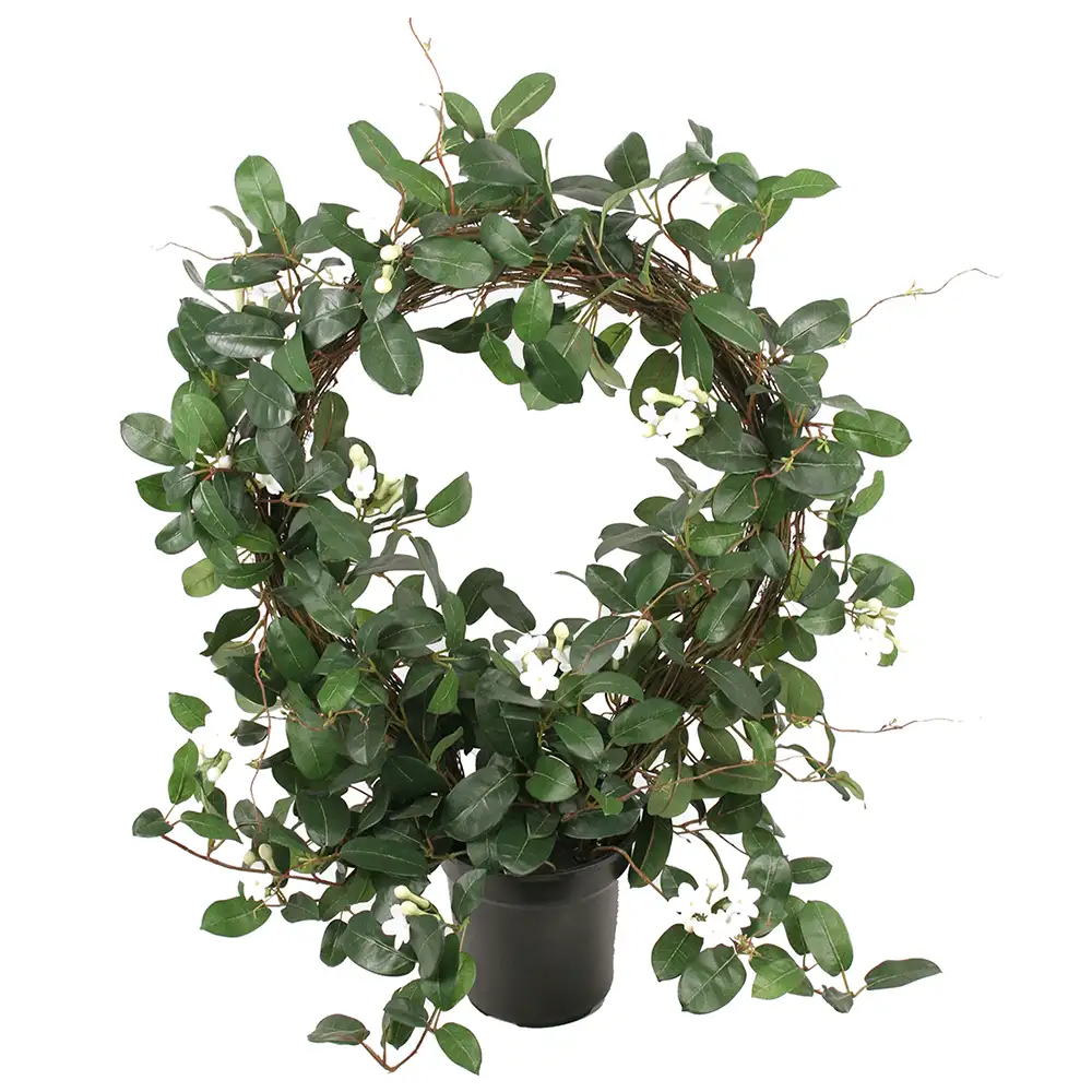 Stephanotis Potted plant 75 cm White