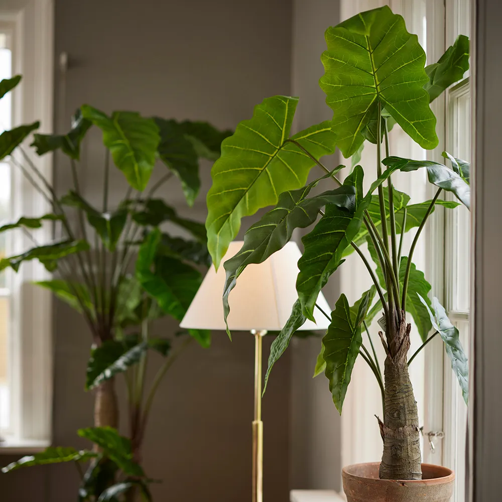  Alocasia Tree 150 cm