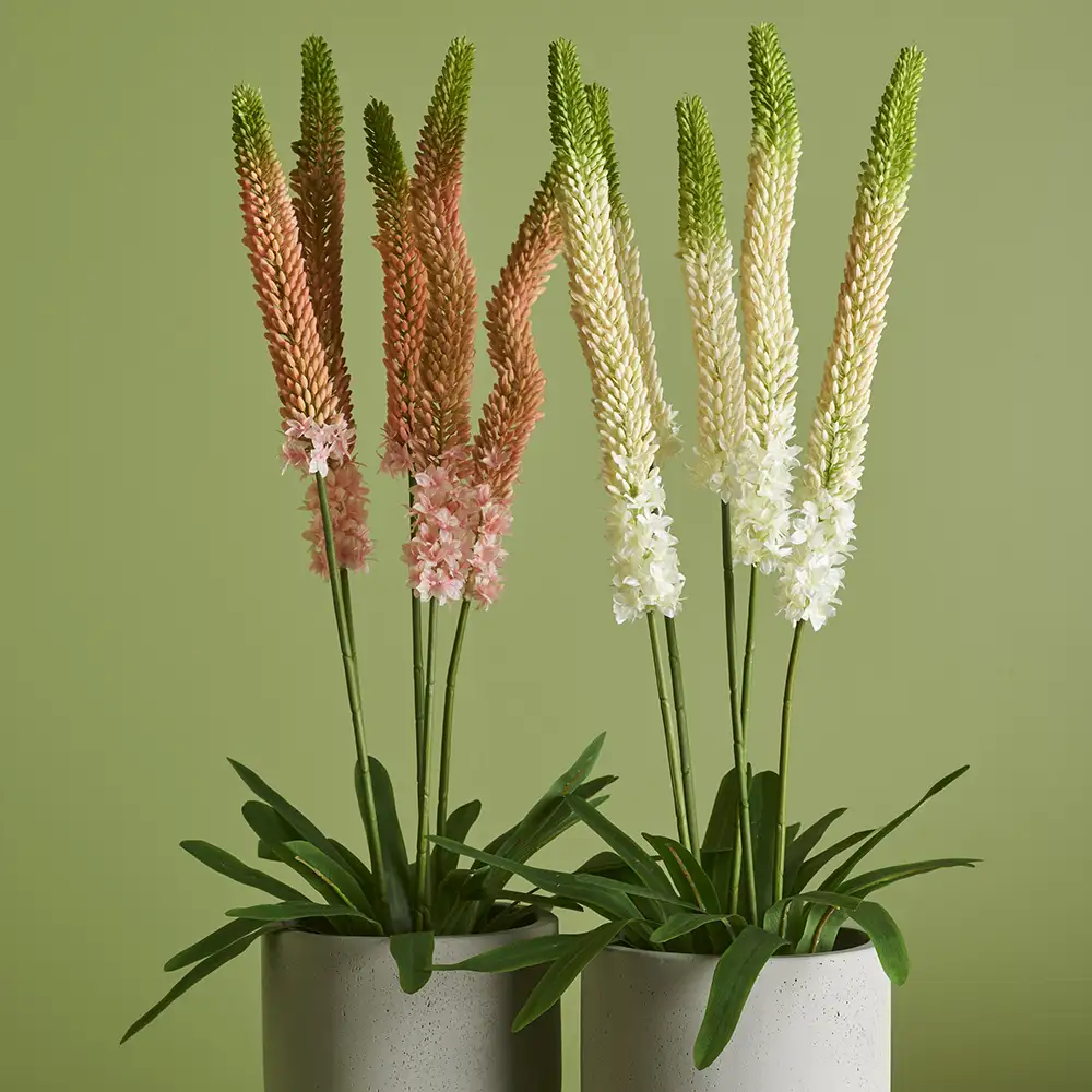 Steppe lily Potted plant 95 cm Pink