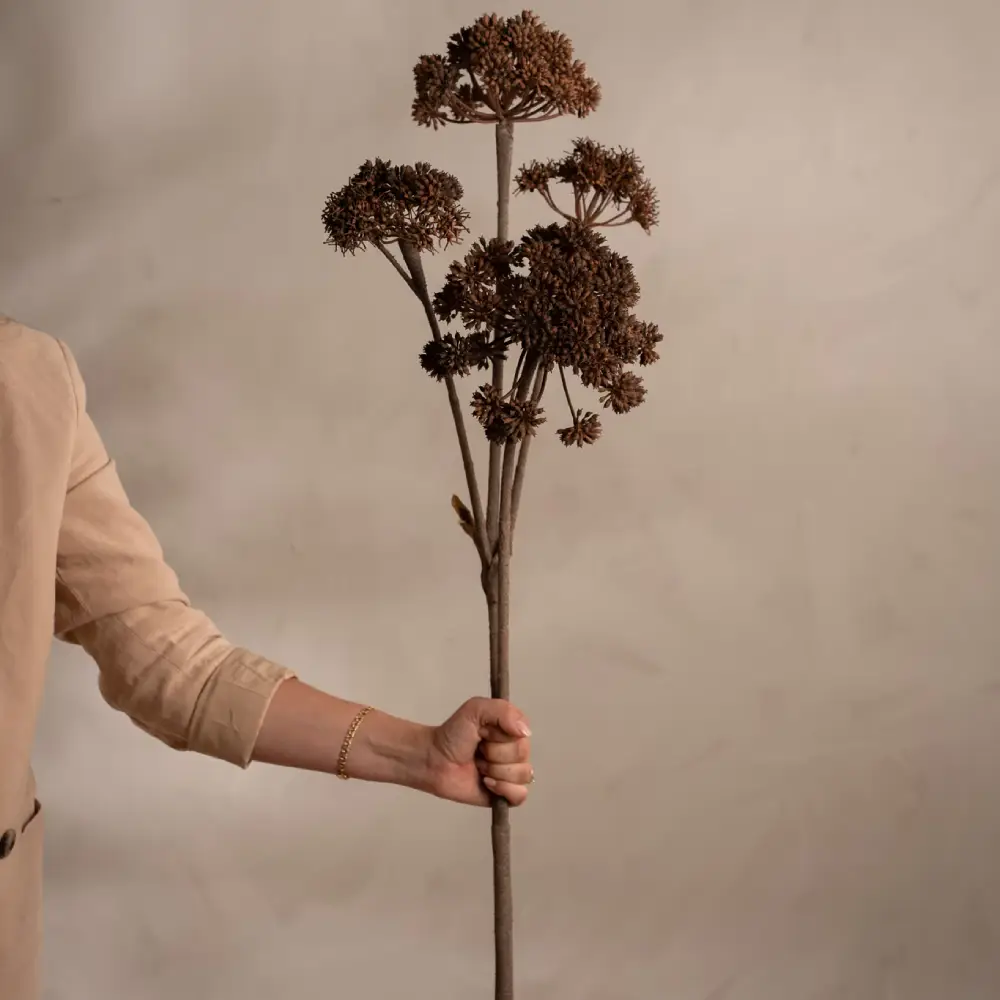 Angelica Brown Cut plant 125 cm