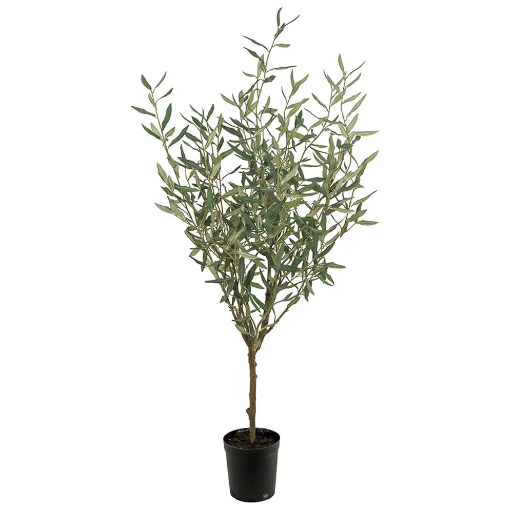 Olive tree 130 cm Green