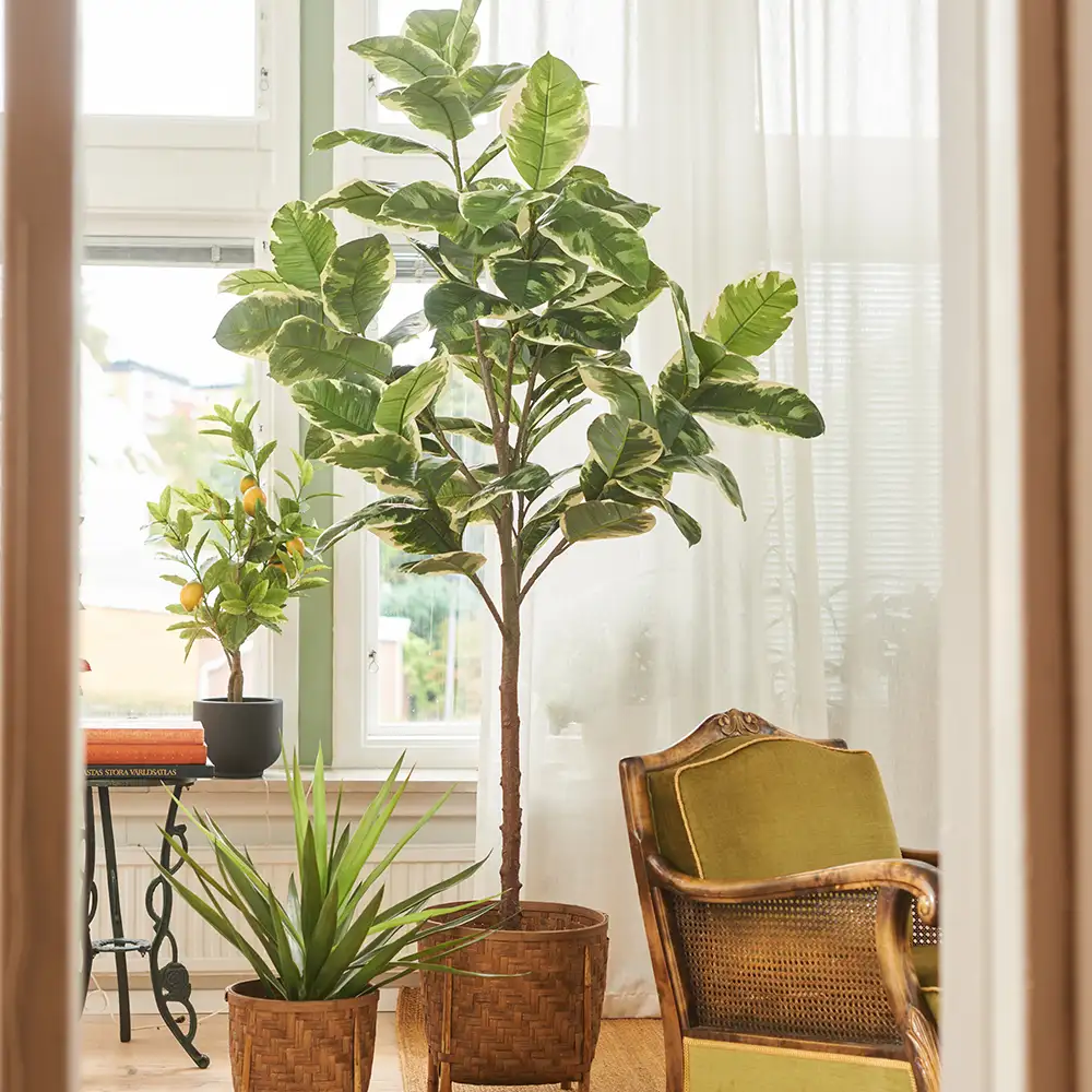 Fikus Elastica 150 cm