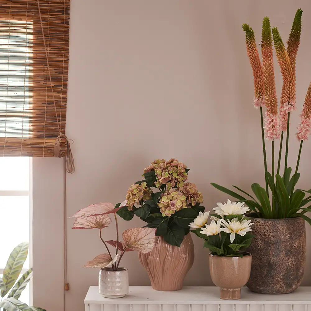 Steppe lily Potted plant 95 cm Pink