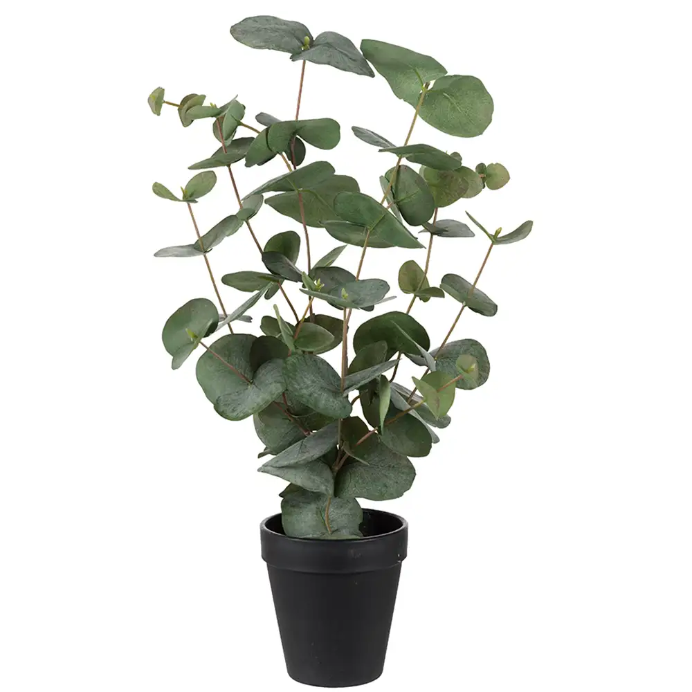 Eucalyptus pot plant 55 cm