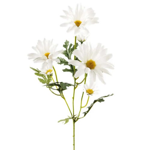 Daisy Cut Flower 50 cm White