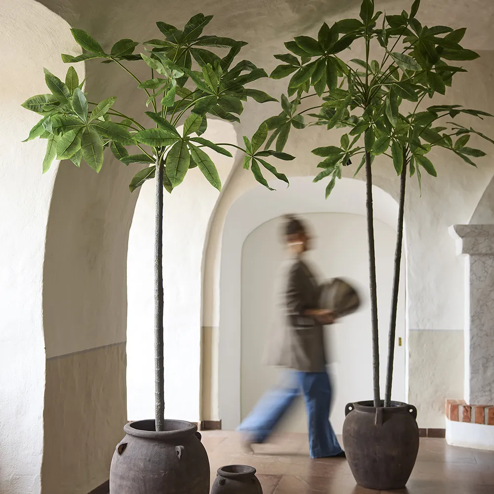  Pachira tree in pot 240 cm