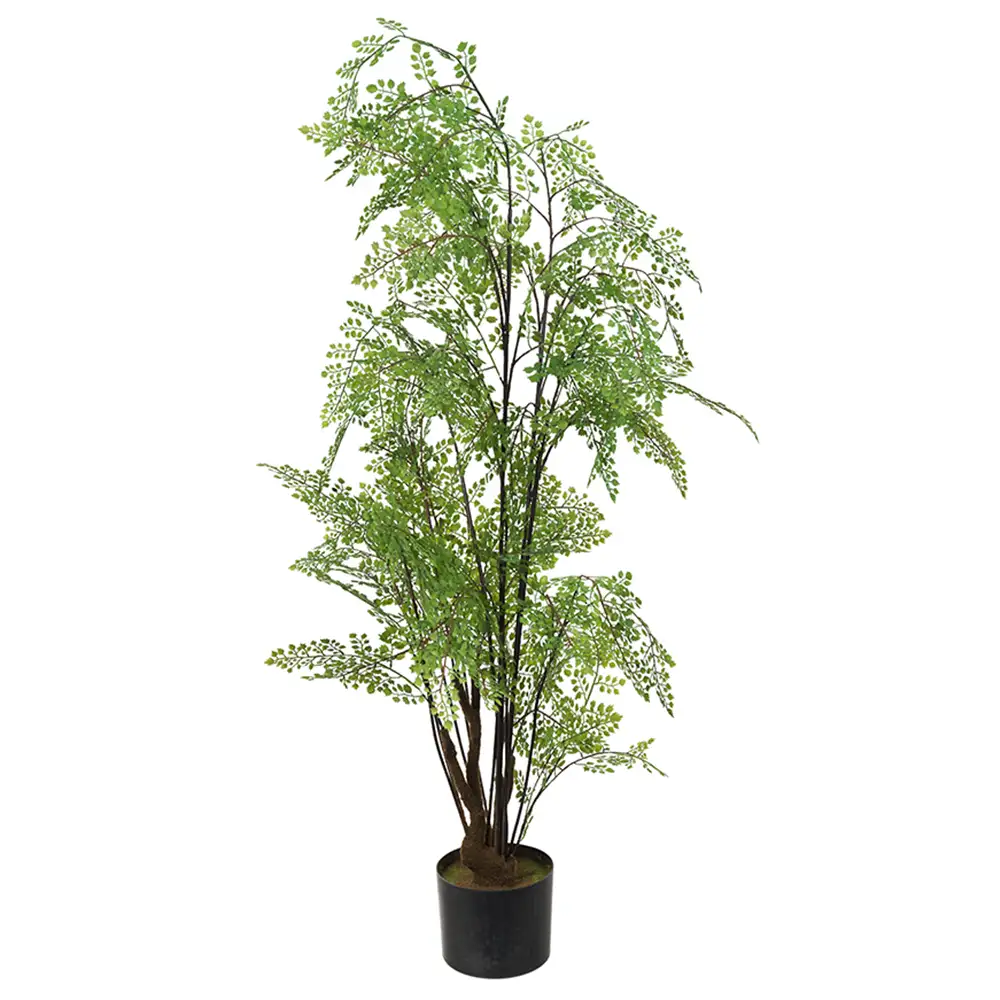 Adiantum tree 110 cm
