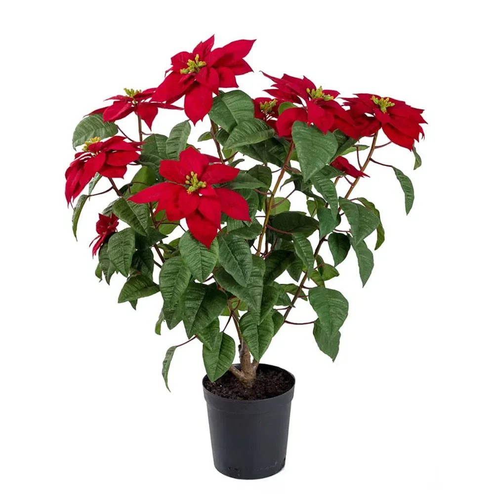 Poinsettia 70 cm Red