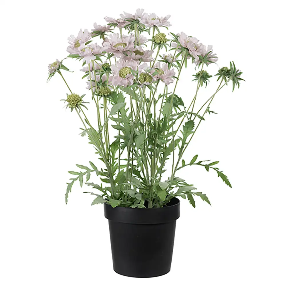 Scabiosa Potted plant 70 cm Pink