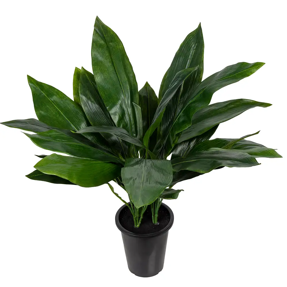 Aspidistra Potted plant 75 cm