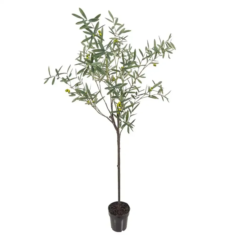 Olive tree 170 cm Green