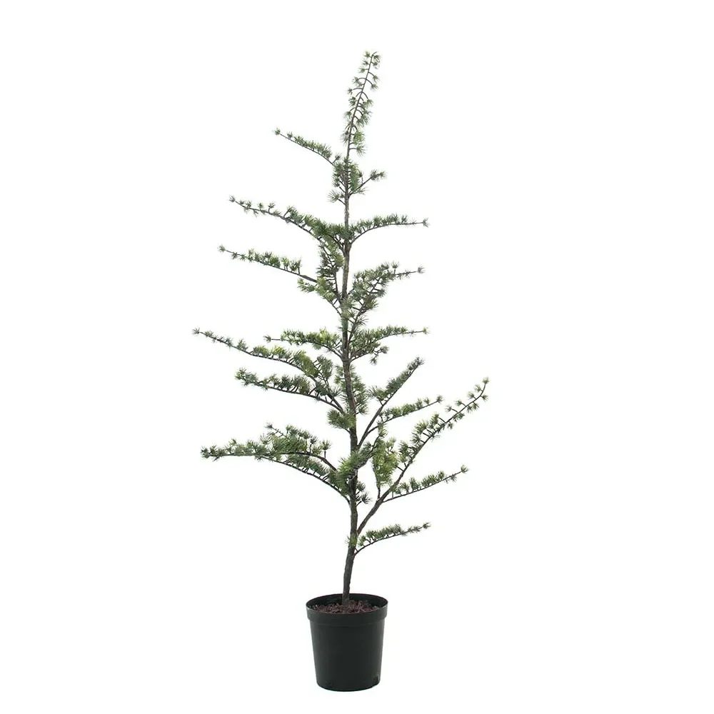  Cedar tree in pot 180 cm