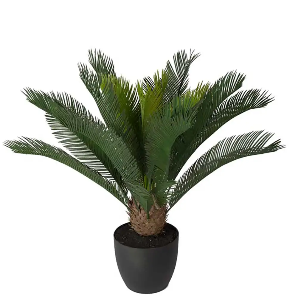 Cycas Potted plant 70 cm 