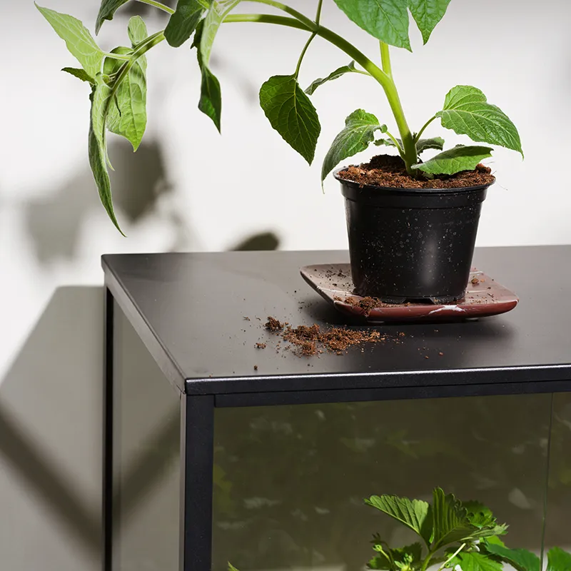 Grower Greens plant cabinet S black 