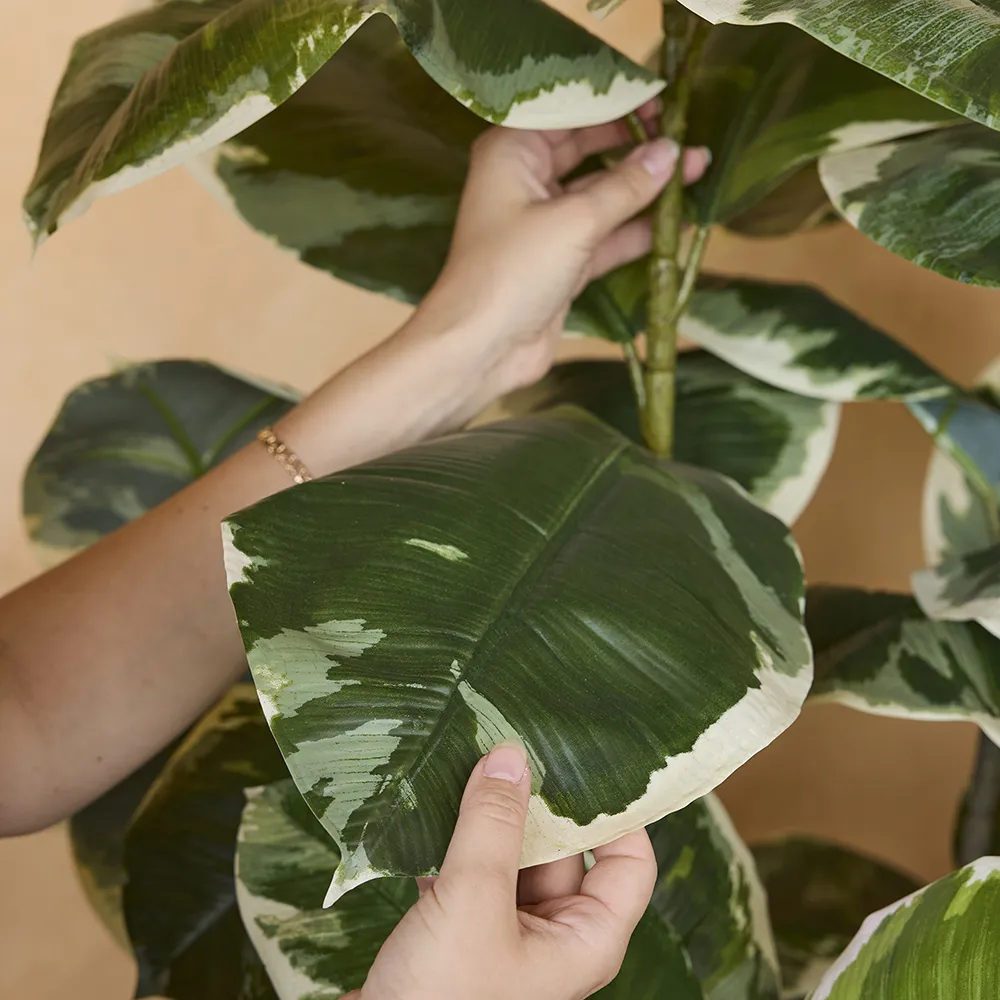 Fikus Elastica 150 cm