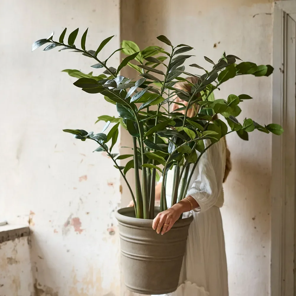  Zamifolia in pot 120 cm