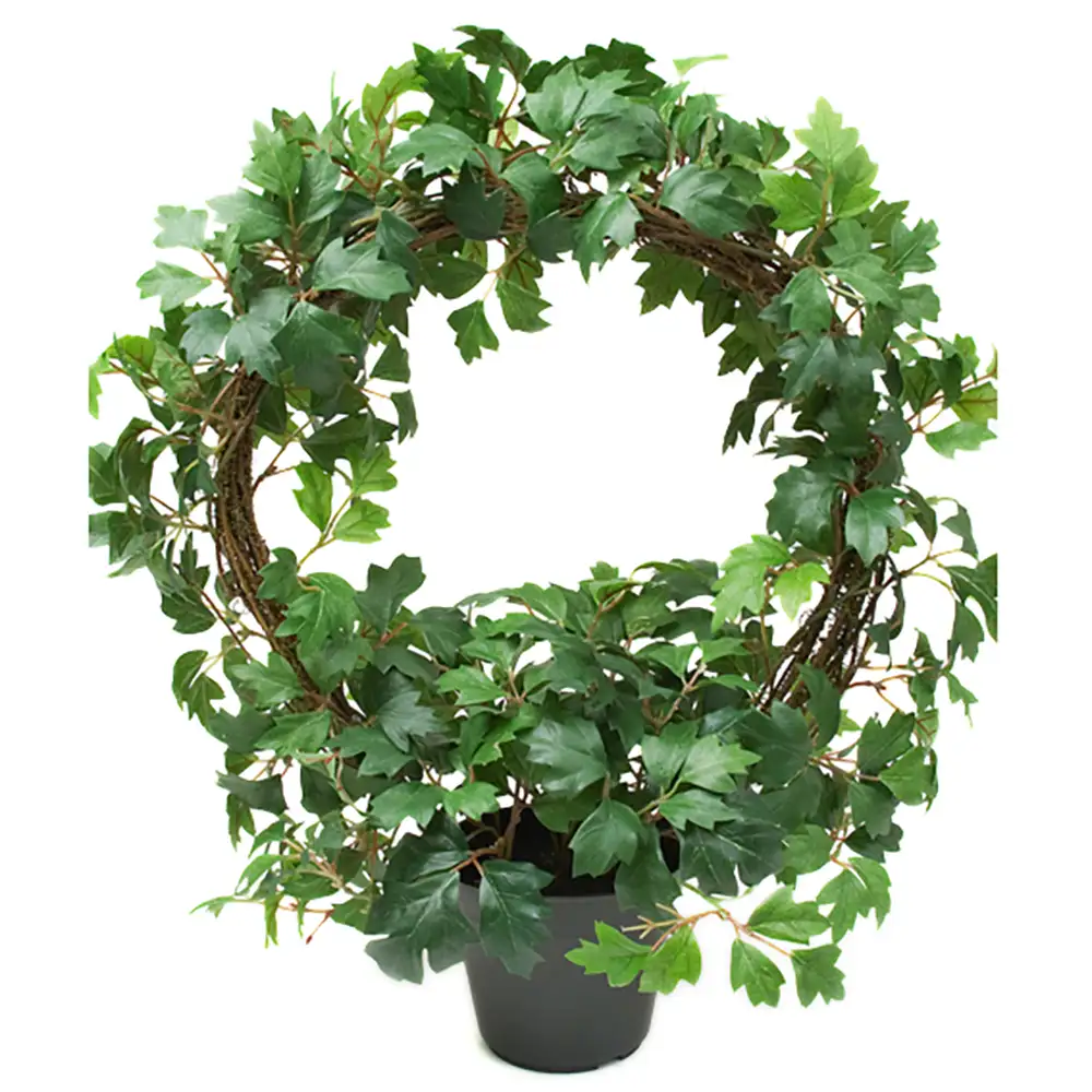 Cissus Potted plant 45 cm