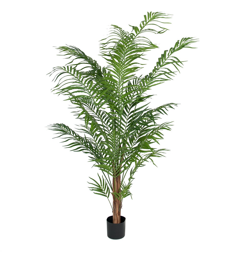 Areca Palm 180 cm