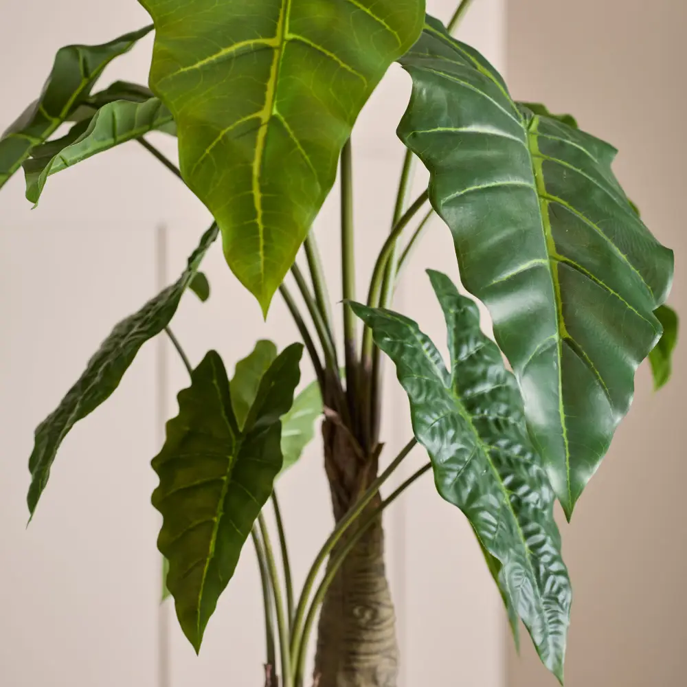 Alocasia Tree 120 cm