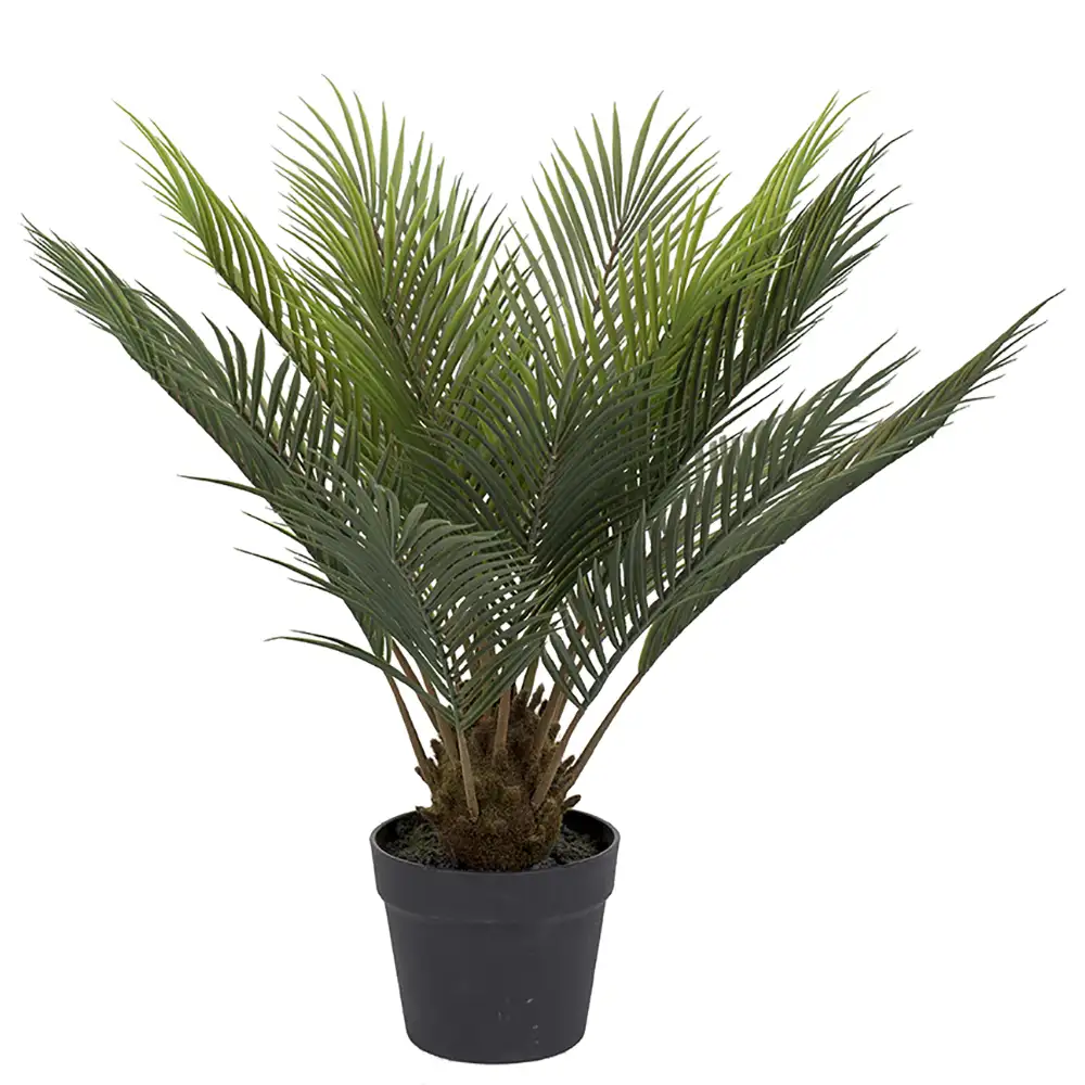 Cycas Potted plant 60 cm