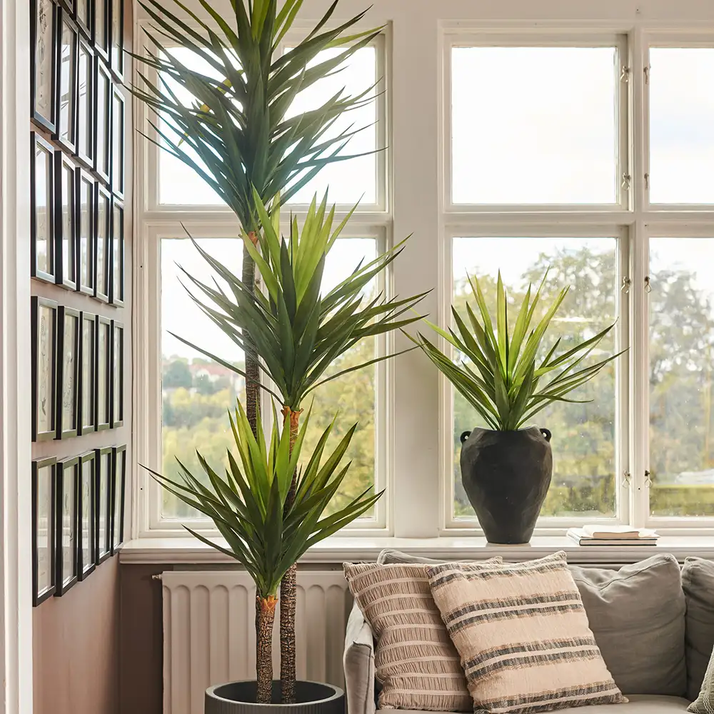 Yucca Rostrata tree 150 cm