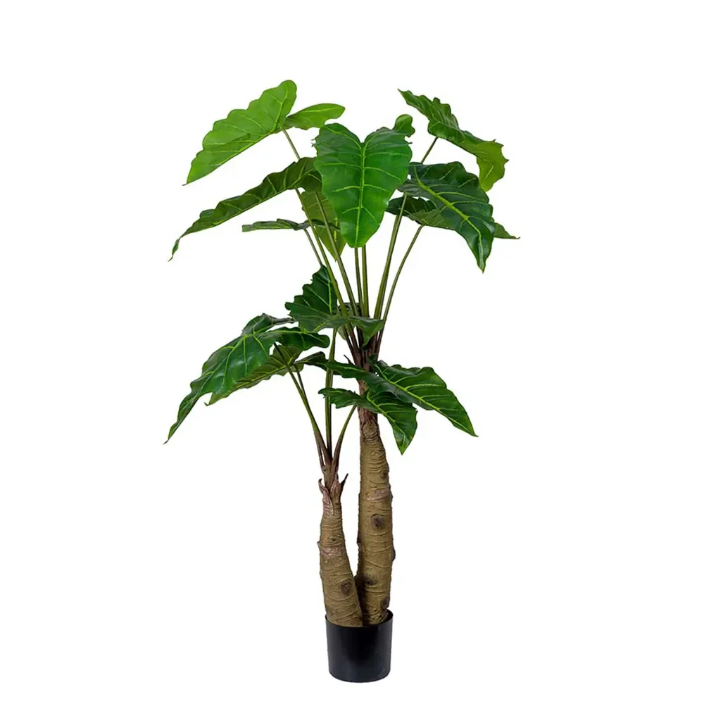  Alocasia Tree 150 cm